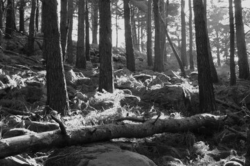 Dark rocky forest with fallen trees. Nature of Ireland,