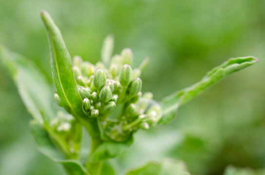 Unopened buds of rapeseed inflorescence close-up. Rapeseed bud in spring close-up.