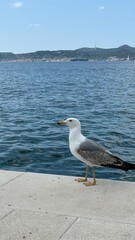 seagull on the beach