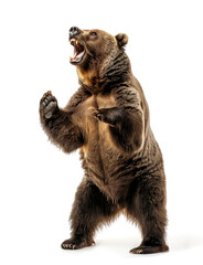 Brown bear roaring on two legs, isolated on white
