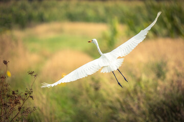 Lecąca czapla biała  © Sanczo