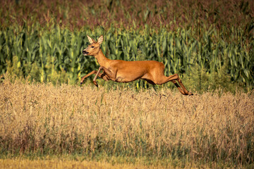 Sarna biegnie na polu o poranku © Sanczo