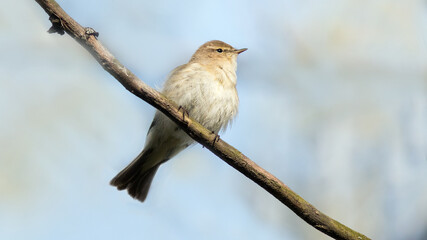 Obraz premium sparrow on a branch