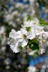 Fototapeta na wymiar Biene auf einer Apfelblüte. Obstbaum im Frühling