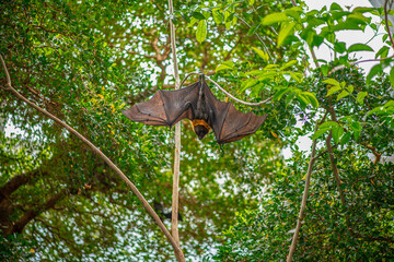 Flying fox bat at the zoo