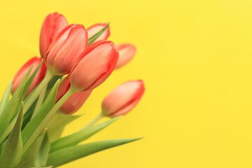 A bouquet of pink tulips lies on a yellow background, top view. Flowers for banners and cards. Bouquet for Mother's Day or other holiday. Tulips on a bright background with copy space