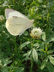 Butterfly collect nectar or pollens from the trifolium alexandrinum flower. butterfly collect nectar or pollens from Egyptian clover, berseem clover flower 