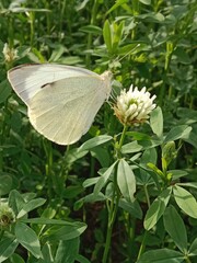 Butterfly collect nectar or pollens from the trifolium alexandrinum flower. butterfly collect nectar or pollens from Egyptian clover, berseem clover flower 