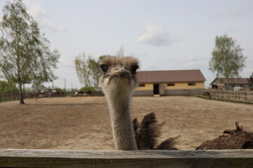A youthful ostrich on the farm gazes curiously at the camera. Yasnohorodka, Ukraine.