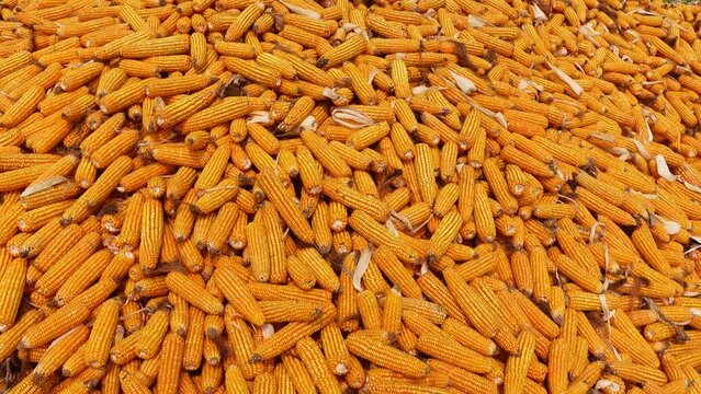 Harvested stacked corncobs. Heaps of golden corn harvested in a field on a sunny day. 