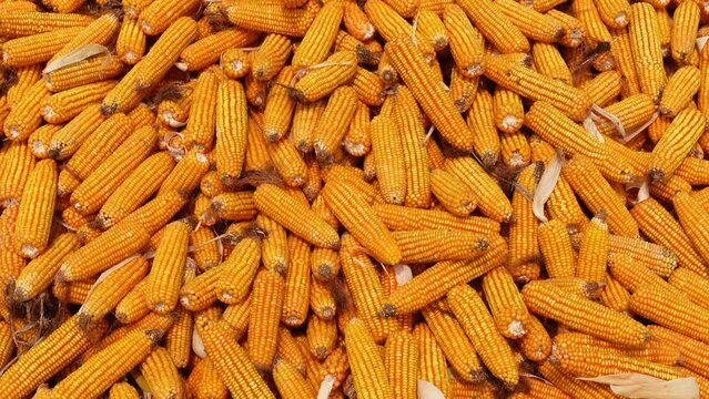 Harvested stacked corncobs. Heaps of golden corn harvested in a field on a sunny day. 