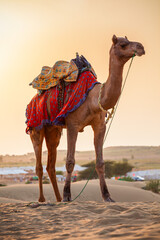 Camel in desert at sunset