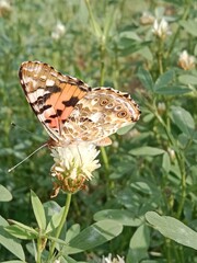 Butterfly collect nectar or pollens from the trifolium alexandrinum flower. butterfly collect nectar or pollens from Egyptian clover, berseem clover flower 