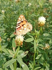 Butterfly collect nectar or pollens from the trifolium alexandrinum flower. butterfly collect nectar or pollens from Egyptian clover, berseem clover flower 