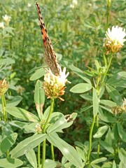 Butterfly collect nectar or pollens from the trifolium alexandrinum flower. butterfly collect nectar or pollens from Egyptian clover, berseem clover flower 