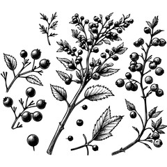 A variety of black and white drawings of different types of berries and leaves. The drawings are arranged in a circular pattern, with some overlapping and others standing alone