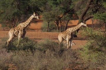 Giraffen im Busch