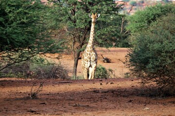 Giraffe im afrikanischen Busch