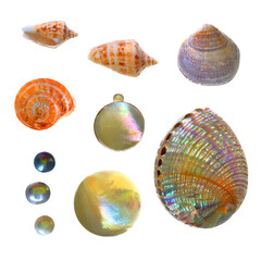 set of elements, beautiful shells and mother-of-pearl jewelry and pearls. png file.