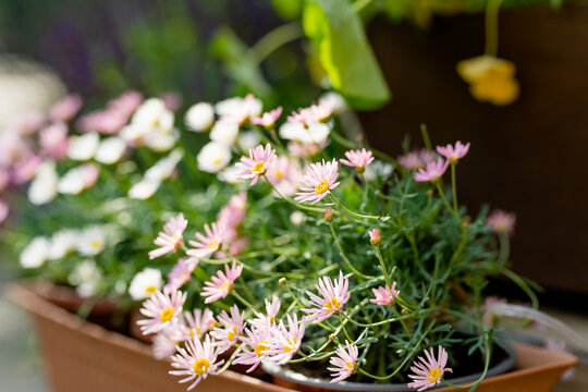 Beautiful pink and white Pyrethrum daisy flowers blossoming a flower pot under the sunlight.