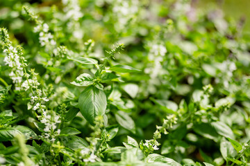 Cultivating basil in a greenhouse in summer season. Growing own herbs and vegetables in a homestead.