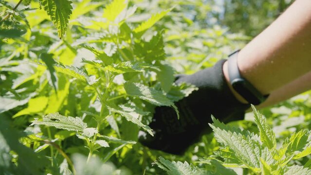 Close up of woman's hand picking fresh raw stinging nettle (Urtica dioica). Healthy diet, natural cure, wild medicinal herbs. . High quality 4k footage
