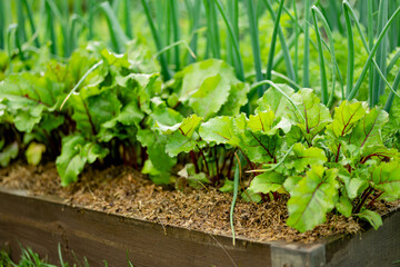 Young fresh beet leaves and green scallions. Beetroot plants and onions growing in a row in the...