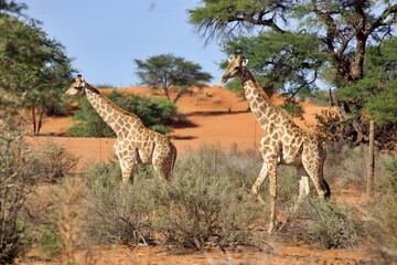 Giraffen in Buschlandschaft