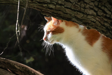 gefleckte Katze auf einem Baum