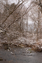 Wooded scene with a creek running through. Trees stand around the edges of the water with beautiful...