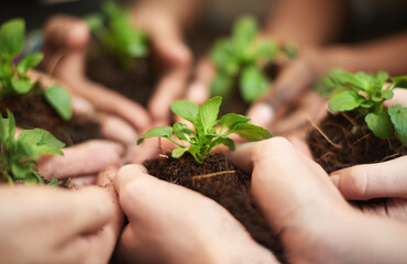 Plant, soil and hands of people with growth for earth day, charity or eco friendly, garden and...