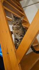 Curious Cat Peeking Through Stairs
