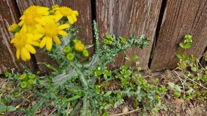 Yellow Wildflowers by Wooden Fence