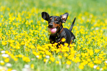 A spring image of a cheerful dog playing