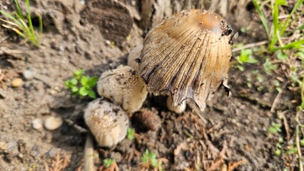Wild Mushroom in Natural Habitat