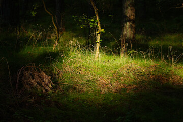Sunlight in the forest at night. Beautiful natural background 