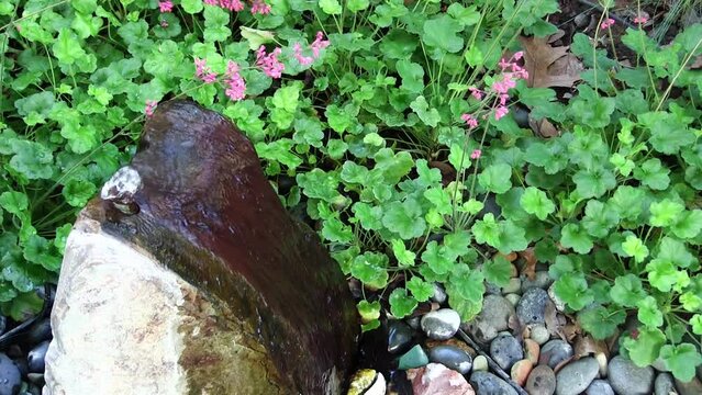 Looking Down On Rock Water Fountain With Green Plants And Coral Bells Flowers 
