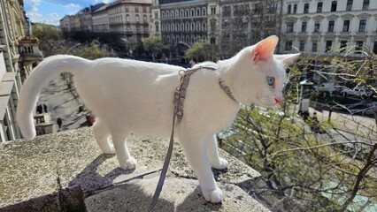 Young white cat having a walk on the balcony in a harness in daylight