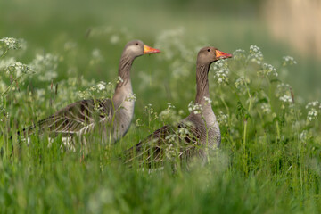 Two Greylag Goose (Anser anser) standing in grass with white flowers. Gelderland in the Netherlands.                            