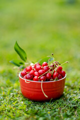 Ripe red cherries with green stems in red bowl on green grass.