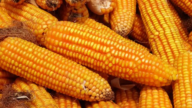 Extreme close-up views of shucked corncobs stacked up.