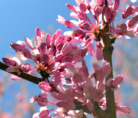 Judas tree. Mediterranean redbud. Lovetree  flowers - 787427016