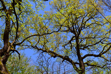 Norway maple trees