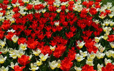 Red and white tulips background