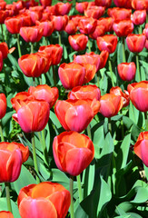 Red tulips  background - 787427039