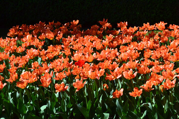 Row of red tulips - 787427041