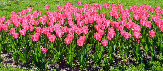 Row of pink tulips