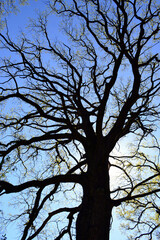 Sessile oak silhouette. Irish oak against suny sky