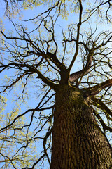 Sessile oak silhouette trunk. Irish oak against blue sky - 787427076