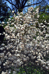 White magnolia  tree - 787427082